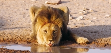 VIVA SUDAFRICA
